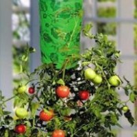 Tomato Topsy Turvy Planter (TP001)