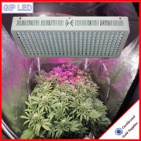 Wholesale 1200W LED Grow Lights for Microgreens