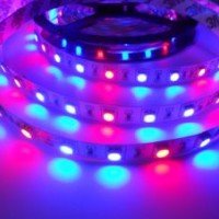 5050 60LED High Luminosity 24V R: B=1: 2 LED Grow Strip