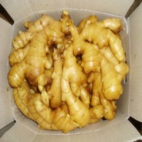 2016 Fresh Ginger Per Ton Market Price on Sale