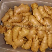 New Crop Fresh Ginger Vegetable