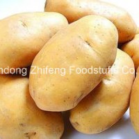 Chinese Wholesale Yellow Potato