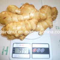 Fresh Ginger EU Quality 250g&up