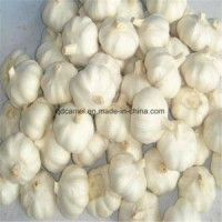 5.5cm-6.0cm Chinese Pure White Fresh Garlic