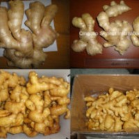 The Air Dried Ginger of The Size 250g-300g