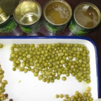 Hot Selling Canned Green Peas 184G in Eol