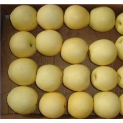 Crown Pear  Huangguan Pear/Chinese Fruits of High Quality图1