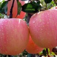 New Crop Exporting Standard FUJI Apple