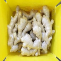 2016 Ginger Roots Seeds /Dried Ginger Price /Ginger Buyer