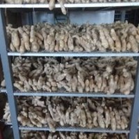 Golden Supplier New Crop Fresh Ginger (200g and up)