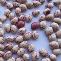 Export Good Quality Fresh Chinese Light Speckled Kidney Bean