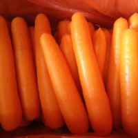 2017 New Fresh Carrot with Carton Packing