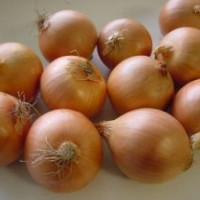 Export New Crop Fresh Good Quality Yellow Onion