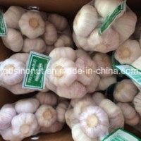 New Season Chinese Fresh Garlic Normal White & Pure White