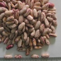 New Crop Light Speckled Kidney Beans (Long Shape)