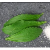 Organic Stevia Powder Extract From Dry Stevia Leaves