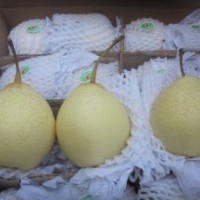 Chinese Fresh Ya Pear Fruit