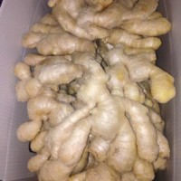 Fresh Air-Dry Ginger (100G+  150G  200G+  250G+)