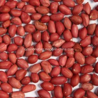 Chinese Red Skin Peanut Kernel