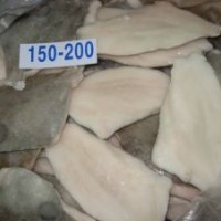 Frozen John Dory Fillet