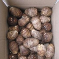 New Crop Fresh Good Quality Taro for Sale