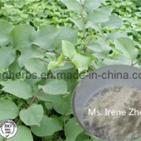 Polygonum Cuspidatum Extract  Resveratrol 85%  98%. CAS: 501-36-0