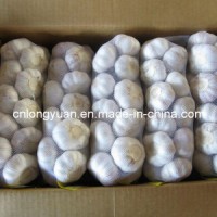 Fresh Purple White Garlic with Carton Packing