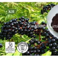 Elderberry Extract Anthocyanidins 3% to 25% by UV; 4: 1; 10: 1