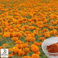 Marigold Extract Lutein Zeaxanthin Og Best Price