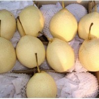 Fresh Ya Pear/Chinese Fruits of Good Quality