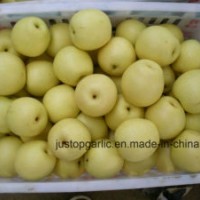 New Crop Fresh Asia/Crown Pear