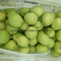 New Crop Fresh Shandong Pear