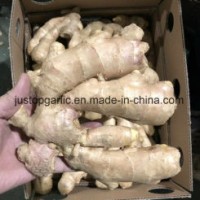 Fresh Air-Dry Ginger to Europe