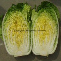 New Crop Fresh Vegetable- Chinese Cabbage