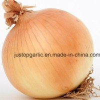 Fresh Yellow Onion From China (6-8cm  8-11cm)