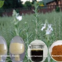 Rosemary Extract  Carnosic Acid 80%  Rosmarinic Acid 98%