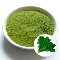 Spinach Powder Sale