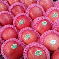 New Harvest Chinese Fresh Red Qinguan Apple