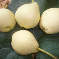 Fresh Asia / Golden / Crown / Fengshui / Shandong /Fragrant/ Su / Ya Pear