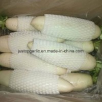 New Crop Fresh White/Green Radish