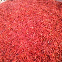 New Crop Fresh Export Vegetable Good Quality Red Chili