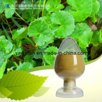 Natural Gotu Kola Extract 80% Asiaticosides for Skin Whiting