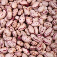 New Crop Oval Shape Light Speckled Kidney Bean