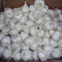 Fresh Pure White Garlic From China