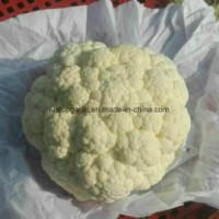 New Crop Vegetable Fresh Cauliflower