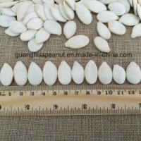 New Crop Best Quality Snow White Pumpkin Seeds