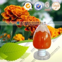 Marigold Flower Extract Powder Cws Lutein for Eyes