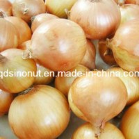 New Crop Fresh Onion