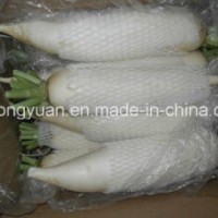 Chinese Fresh White Radish with Box Packing