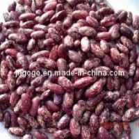 Top Quality Purple Speckle Kidney Beans